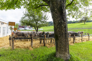 Appenzell, Appenzell Ausserrohden, Appenzeller Hinterland, Brauchtum, Landwirtschaft, Ostschweiz, Schweiz, Schönengrund, Sennen, Suisse, Switzerland, Tracht, Viehschau, Wirtschaft, tradition