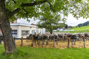 Appenzell, Appenzell Ausserrohden, Appenzeller Hinterland, Brauchtum, Landwirtschaft, Ostschweiz, Schweiz, Schönengrund, Sennen, Suisse, Switzerland, Tracht, Viehschau, Wirtschaft, tradition