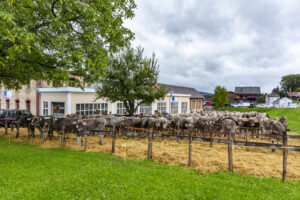 Appenzell, Appenzell Ausserrohden, Appenzeller Hinterland, Brauchtum, Landwirtschaft, Ostschweiz, Schweiz, Schönengrund, Sennen, Suisse, Switzerland, Tracht, Viehschau, Wirtschaft, tradition