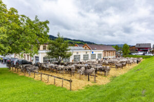 Appenzell, Appenzell Ausserrohden, Appenzeller Hinterland, Brauchtum, Landwirtschaft, Ostschweiz, Schweiz, Schönengrund, Sennen, Suisse, Switzerland, Tracht, Viehschau, Wirtschaft, tradition