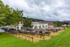 Appenzell, Appenzell Ausserrohden, Appenzeller Hinterland, Brauchtum, Landwirtschaft, Ostschweiz, Schweiz, Schönengrund, Sennen, Suisse, Switzerland, Tracht, Viehschau, Wirtschaft, tradition