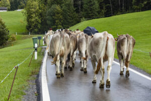Appenzell, Appenzell Ausserrohden, Appenzeller Hinterland, Brauchtum, Landwirtschaft, Ostschweiz, Schweiz, Schönengrund, Sennen, Suisse, Switzerland, Tracht, Viehschau, Wirtschaft, tradition