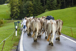 Appenzell, Appenzell Ausserrohden, Appenzeller Hinterland, Brauchtum, Landwirtschaft, Ostschweiz, Schweiz, Schönengrund, Sennen, Suisse, Switzerland, Tracht, Viehschau, Wirtschaft, tradition