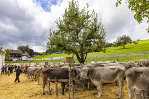 Appenzell, Appenzell Ausserrohden, Appenzeller Hinterland, Brauchtum, Landwirtschaft, Ostschweiz, Schweiz, Schönengrund, Sennen, Suisse, Switzerland, Tracht, Viehschau, Wirtschaft, tradition