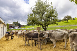 Appenzell, Appenzell Ausserrohden, Appenzeller Hinterland, Brauchtum, Landwirtschaft, Ostschweiz, Schweiz, Schönengrund, Sennen, Suisse, Switzerland, Tracht, Viehschau, Wirtschaft, tradition