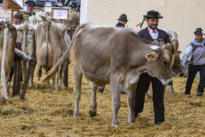 Appenzell, Appenzell Ausserrohden, Appenzeller Hinterland, Brauchtum, Landwirtschaft, Ostschweiz, Schweiz, Schönengrund, Sennen, Suisse, Switzerland, Tracht, Viehschau, Wirtschaft, tradition