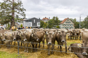 Appenzell, Appenzell Ausserrohden, Brauchtum, Landwirtschaft, Ostschweiz, Schweiz, Speicher, Suisse, Switzerland, Viehschau, Wirtschaft