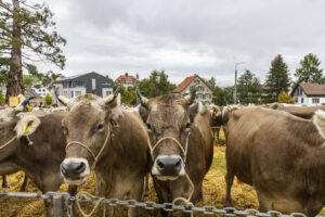Appenzell, Appenzell Ausserrohden, Brauchtum, Landwirtschaft, Ostschweiz, Schweiz, Speicher, Suisse, Switzerland, Viehschau, Wirtschaft