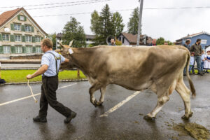 Appenzell, Appenzell Ausserrohden, Brauchtum, Landwirtschaft, Ostschweiz, Schweiz, Speicher, Suisse, Switzerland, Viehschau, Wirtschaft