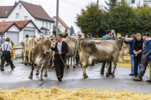 Appenzell, Appenzell Ausserrohden, Brauchtum, Landwirtschaft, Ostschweiz, Schweiz, Speicher, Suisse, Switzerland, Viehschau, Wirtschaft