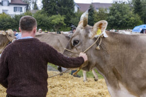 Appenzell, Appenzell Ausserrohden, Brauchtum, Landwirtschaft, Ostschweiz, Schweiz, Speicher, Suisse, Switzerland, Viehschau, Wirtschaft