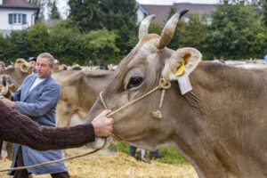 Appenzell, Appenzell Ausserrohden, Brauchtum, Landwirtschaft, Ostschweiz, Schweiz, Speicher, Suisse, Switzerland, Viehschau, Wirtschaft