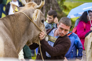 Appenzell, Appenzell Ausserrohden, Brauchtum, Landwirtschaft, Ostschweiz, Schweiz, Speicher, Suisse, Switzerland, Viehschau, Wirtschaft
