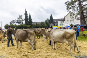Appenzell, Appenzell Ausserrohden, Brauchtum, Landwirtschaft, Ostschweiz, Schweiz, Speicher, Suisse, Switzerland, Viehschau, Wirtschaft