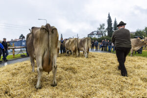 Appenzell, Appenzell Ausserrohden, Brauchtum, Landwirtschaft, Ostschweiz, Schweiz, Speicher, Suisse, Switzerland, Viehschau, Wirtschaft