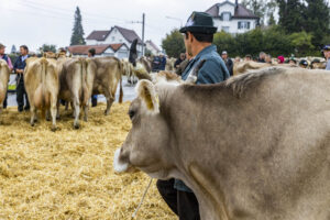 Appenzell, Appenzell Ausserrohden, Brauchtum, Landwirtschaft, Ostschweiz, Schweiz, Speicher, Suisse, Switzerland, Viehschau, Wirtschaft