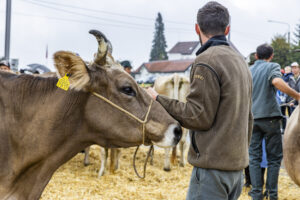 Appenzell, Appenzell Ausserrohden, Brauchtum, Landwirtschaft, Ostschweiz, Schweiz, Speicher, Suisse, Switzerland, Viehschau, Wirtschaft