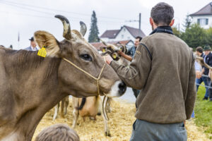 Appenzell, Appenzell Ausserrohden, Brauchtum, Landwirtschaft, Ostschweiz, Schweiz, Speicher, Suisse, Switzerland, Viehschau, Wirtschaft