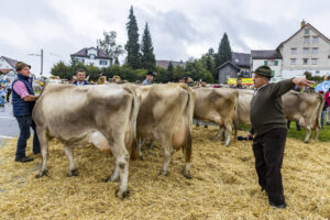Appenzell, Appenzell Ausserrohden, Brauchtum, Landwirtschaft, Ostschweiz, Schweiz, Speicher, Suisse, Switzerland, Viehschau, Wirtschaft