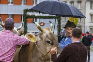 Appenzell, Appenzell Ausserrohden, Brauchtum, Landwirtschaft, Ostschweiz, Schweiz, Speicher, Suisse, Switzerland, Viehschau, Wirtschaft