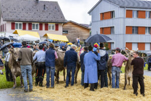 Appenzell, Appenzell Ausserrohden, Brauchtum, Landwirtschaft, Ostschweiz, Schweiz, Speicher, Suisse, Switzerland, Viehschau, Wirtschaft