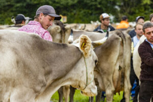 Appenzell, Appenzell Ausserrohden, Brauchtum, Landwirtschaft, Ostschweiz, Schweiz, Speicher, Suisse, Switzerland, Viehschau, Wirtschaft