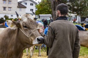 Appenzell, Appenzell Ausserrohden, Brauchtum, Landwirtschaft, Ostschweiz, Schweiz, Speicher, Suisse, Switzerland, Viehschau, Wirtschaft