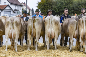 Appenzell, Appenzell Ausserrohden, Brauchtum, Landwirtschaft, Ostschweiz, Schweiz, Speicher, Suisse, Switzerland, Viehschau, Wirtschaft