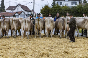 Appenzell, Appenzell Ausserrohden, Brauchtum, Landwirtschaft, Ostschweiz, Schweiz, Speicher, Suisse, Switzerland, Viehschau, Wirtschaft