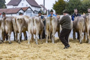 Appenzell, Appenzell Ausserrohden, Brauchtum, Landwirtschaft, Ostschweiz, Schweiz, Speicher, Suisse, Switzerland, Viehschau, Wirtschaft