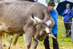 Appenzell, Appenzell Ausserrohden, Brauchtum, Landwirtschaft, Ostschweiz, Schweiz, Speicher, Suisse, Switzerland, Viehschau, Wirtschaft