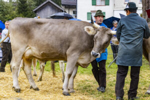 Appenzell, Appenzell Ausserrohden, Brauchtum, Landwirtschaft, Ostschweiz, Schweiz, Speicher, Suisse, Switzerland, Viehschau, Wirtschaft