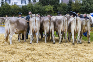 Appenzell, Appenzell Ausserrohden, Brauchtum, Landwirtschaft, Ostschweiz, Schweiz, Speicher, Suisse, Switzerland, Viehschau, Wirtschaft
