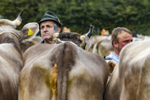 Appenzell, Appenzell Ausserrohden, Brauchtum, Landwirtschaft, Ostschweiz, Schweiz, Speicher, Suisse, Switzerland, Viehschau, Wirtschaft