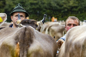 Appenzell, Appenzell Ausserrohden, Brauchtum, Landwirtschaft, Ostschweiz, Schweiz, Speicher, Suisse, Switzerland, Viehschau, Wirtschaft