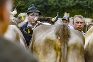 Appenzell, Appenzell Ausserrohden, Brauchtum, Landwirtschaft, Ostschweiz, Schweiz, Speicher, Suisse, Switzerland, Viehschau, Wirtschaft