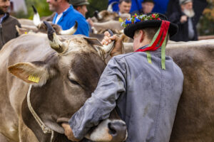 Appenzell, Appenzell Ausserrohden, Brauchtum, Landwirtschaft, Ostschweiz, Schweiz, Speicher, Suisse, Switzerland, Viehschau, Wirtschaft