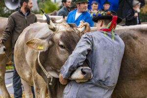 Appenzell, Appenzell Ausserrohden, Brauchtum, Landwirtschaft, Ostschweiz, Schweiz, Speicher, Suisse, Switzerland, Viehschau, Wirtschaft