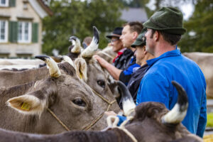 Appenzell, Appenzell Ausserrohden, Brauchtum, Landwirtschaft, Ostschweiz, Schweiz, Speicher, Suisse, Switzerland, Viehschau, Wirtschaft
