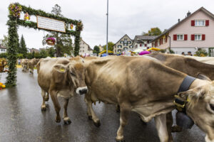 Appenzell, Appenzell Ausserrohden, Brauchtum, Landwirtschaft, Ostschweiz, Schweiz, Speicher, Suisse, Switzerland, Viehschau, Wirtschaft