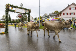 Appenzell, Appenzell Ausserrohden, Brauchtum, Landwirtschaft, Ostschweiz, Schweiz, Speicher, Suisse, Switzerland, Viehschau, Wirtschaft