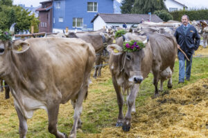 Appenzell, Appenzell Ausserrohden, Brauchtum, Landwirtschaft, Ostschweiz, Schweiz, Speicher, Suisse, Switzerland, Viehschau, Wirtschaft