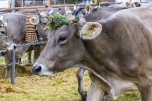 Appenzell, Appenzell Ausserrohden, Brauchtum, Landwirtschaft, Ostschweiz, Schweiz, Speicher, Suisse, Switzerland, Viehschau, Wirtschaft