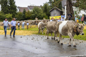 Appenzell, Appenzell Ausserrohden, Brauchtum, Landwirtschaft, Ostschweiz, Schweiz, Speicher, Suisse, Switzerland, Viehschau, Wirtschaft