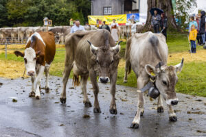 Appenzell, Appenzell Ausserrohden, Brauchtum, Landwirtschaft, Ostschweiz, Schweiz, Speicher, Suisse, Switzerland, Viehschau, Wirtschaft
