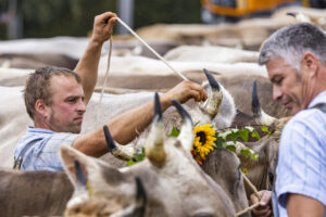 Appenzell, Appenzell Ausserrohden, Brauchtum, Landwirtschaft, Ostschweiz, Schweiz, Speicher, Suisse, Switzerland, Viehschau, Wirtschaft