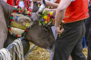 Appenzell, Appenzell Ausserrohden, Brauchtum, Landwirtschaft, Ostschweiz, Schweiz, Speicher, Suisse, Switzerland, Viehschau, Wirtschaft