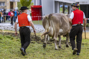 Appenzell, Appenzell Ausserrohden, Brauchtum, Landwirtschaft, Ostschweiz, Schweiz, Speicher, Suisse, Switzerland, Viehschau, Wirtschaft