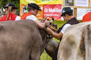 Appenzell, Appenzell Ausserrohden, Brauchtum, Landwirtschaft, Ostschweiz, Schweiz, Speicher, Suisse, Switzerland, Viehschau, Wirtschaft