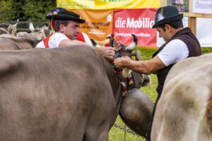 Appenzell, Appenzell Ausserrohden, Brauchtum, Landwirtschaft, Ostschweiz, Schweiz, Speicher, Suisse, Switzerland, Viehschau, Wirtschaft